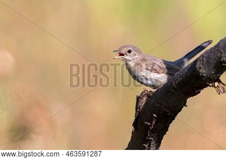 Juvenile Menetriess Warbler Or Curruca Mystacea On A Tree