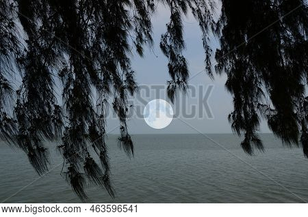 Moon Downs Over The Sea In Pine Tree Curtain In The Mirning