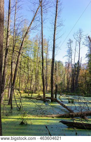 Autumn Forest Landscape. Photographed With A Smartphone.