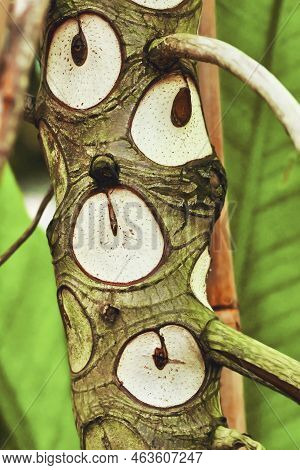 Close Up Of Scars That Look Like Eye Like Markings On Trunk On Trunk Of Exotic 'thaumatophyllum' (bo