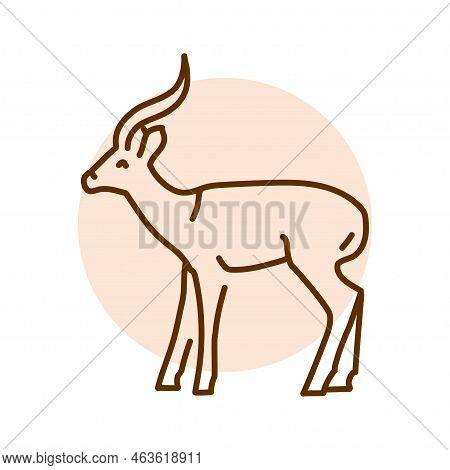 Gazelle Color Line Illustration. Animals Of Africa.