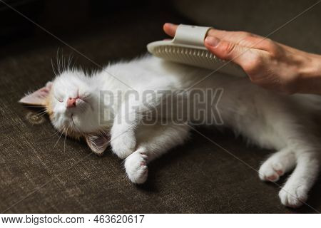 Man's Hand Takes Care Of Cat's Combing With Hand Rubber Glove At Home. Owner Removing Cat Hairs With