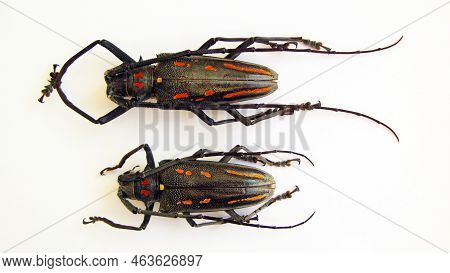 Beetles Isolated On White. Colorful Longhorn Batocera Rosenbergi Macro Close Up, Collection Beetles,