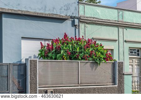 Ornamental Bush Megaskepasma Erythrochlamys With Red Flowers Grows Near A Residential Building In Te
