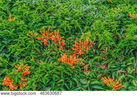 Floral Texture Of Pyrostegia Venusta Flowering Plant With Orange Flowers Among Green Vines With Leav
