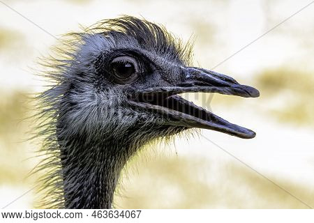 Wild Female Common Ostrich (struthio Camelus) - Kenya