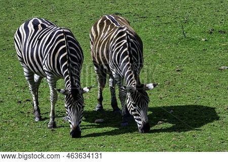Plains Zebra Known As The Common Or Maneless Zebra, Equus Quagga Borensis Or Equus Burchellii - Keny