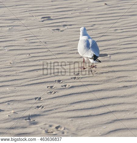 Black-headed Gull, Chroicocephalus Ridibundus Walking Along The Beach Of The Baltic Sea In Poland In