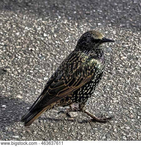 European Or Common Starling (sturnus Vulgaris) In United Kingdom