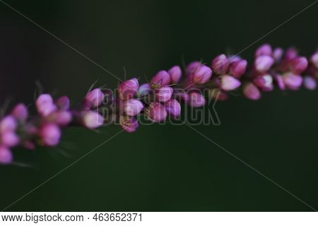 Creeping Smartweed Flowers. Polygonaceae Annual Weed. From June To November, Reddish-purple Florets 