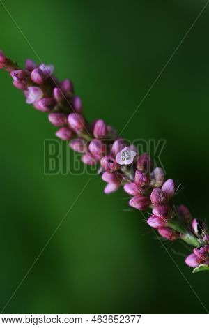 Creeping Smartweed Flowers. Polygonaceae Annual Weed. From June To November, Reddish-purple Florets 