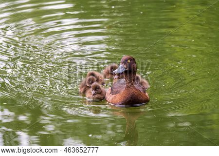 Female Tufted Duck Swims With Her Ducklings In Green Lake