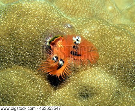 An Orange Christmas Tree Worm, Spirobranchus Giganteus Boracay Island Philippines