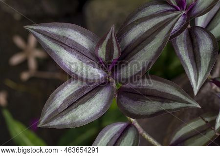 Purple And White Leaf Of Tradescantia Zebrina Bosse, Silvery Wandering Jew Or Silver Inch Plant In T