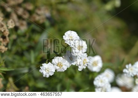 Sneezewort Yarrow White Flowers In The Garden