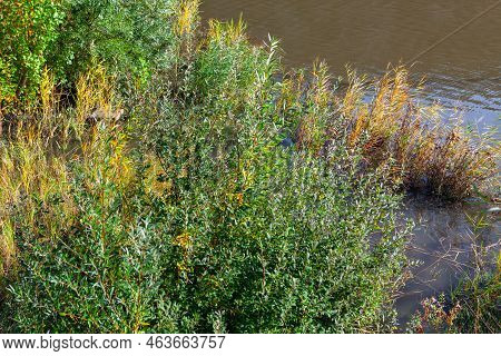 Marsh Plants Nature . Wilderness Scenery Of Swamp