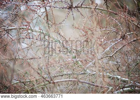 Beautiful Nature Background And Tektura,  Bare Branches, Freshness And Cleanliness Concept, Abstract