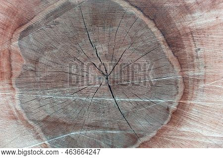 Beautiful Background Cut Wood. The Texture Of Wood, Wood