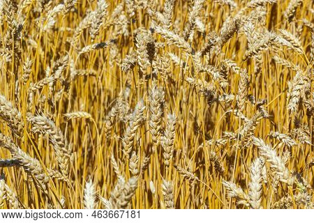 Grains On The Field, Redy For Harvest, Golden Wheat In The Sun. Fields Full Of Cereals. Golden Ripe