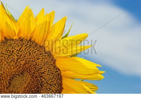 Close-up Yellow Sunflower In Full Bloom On Sunny Summer, Yellow Sunflower, And Fields Blurred In The