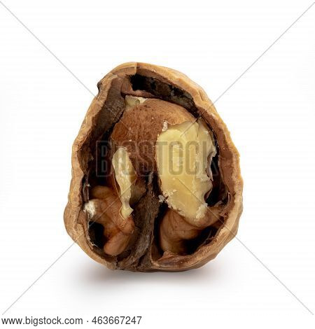 Walnut Photography On White Background Close-up Isolate