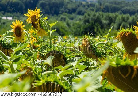 Closeup Of Dried Ripe Sunflowers On A Sunflower Field Awaiting Harvest On A Sunny Day. Field Agricul