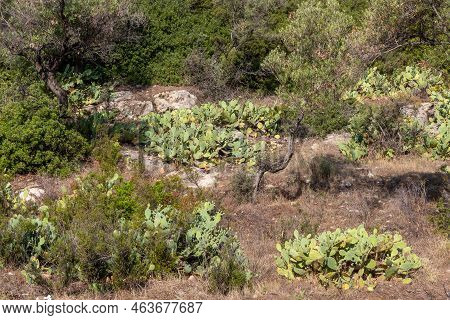 Cacti On A Hill Near The Coast In Greece