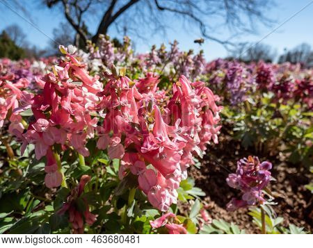 Close-up Shot Of The Fumewort Or Bird-in-a-bush (corydalis Solida) Flowering With Narrow, Long-spurr