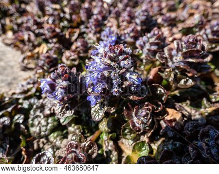 Macro Shot Of Ground Cover Pyramidal Bugle (ajuga Pyramidalis) 'purple Crispa' With The Pale Blue-vi