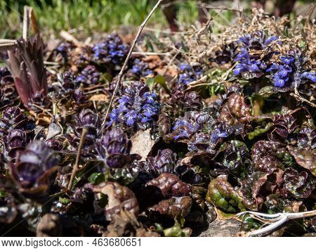 Macro Shot Of Ground Cover Pyramidal Bugle (ajuga Pyramidalis) 'purple Crispa' With The Pale Blue-vi