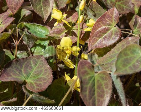 The Barrenwort (epimedium Perralichicum) 'frohleiten' Flowering With Clusters Of Bright Yellow Flowe