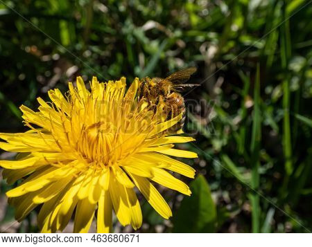 Macro Shot Of A Single Bee Covered With Yellow Pollen On A Yellow Dandellion Flower (lion's Tooth) F