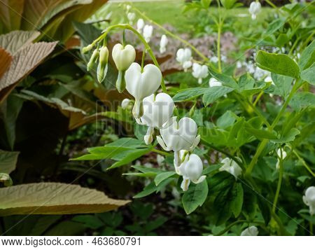 White Bleeding Heart (dicentra Spectabilis) 'alba' With Divided, Light Green Foliage And Arching Spr