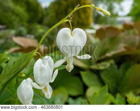White Bleeding Heart (dicentra Spectabilis) 'alba' With Divided, Light Green Foliage And Arching Spr