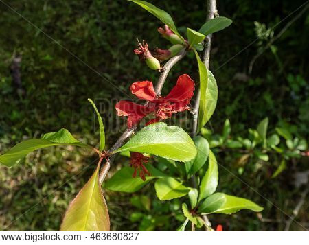 The Japanese Quince (chaenomeles X Superba (frahm)) Flowering With Deep Crimson Flowers In The Sprin
