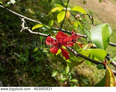 The Japanese Quince (chaenomeles X Superba (frahm)) Flowering With Deep Crimson Flowers In The Sprin