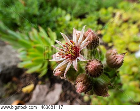 Macro Shot Of The Sempervivum Species Flowering With Star Shaped, Pink And Yellow Flower With Many P