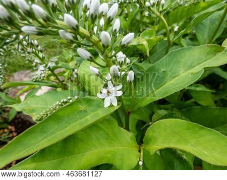 The Gooseneck Loosestrife (lysimachia Clethroides) Flowering With Tiny Flowers, Grouped In Terminal 
