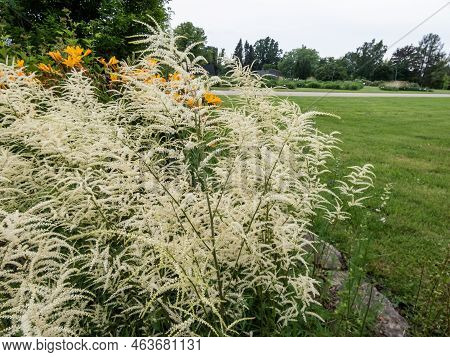 The Goatsbeard (aruncus Dioicus) 'kneiffii' Flowering In The Garden With Showy, Plume-like Spikes Of