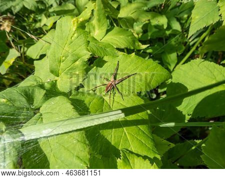 Close-up Of Brown Nursery Web Spider (pisaura Mirabilis) With Long Legs And Slender Abdomen On A Gre