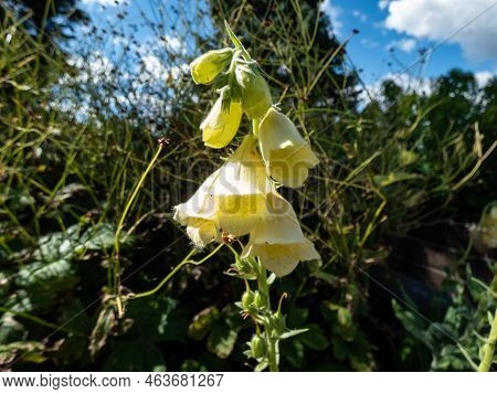 The Yellow Foxglove, Big-flowered Foxglove Or Large Yellow Foxglove (digitalis Grandiflora Mill.) Fl