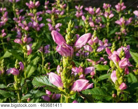 The Turtlehead, Pink Or Lyon's Turtlehead (chelone Lyonii) Flowering With Hooded, Snapdragon-like, T