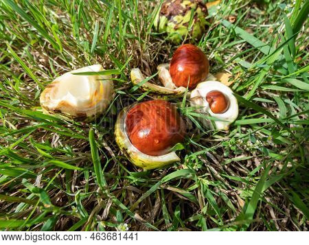 Closeup View Of Fresh Horse Chestnuts (aesculus Hippocastanum). Autumn Background With Heap Of Ripe 