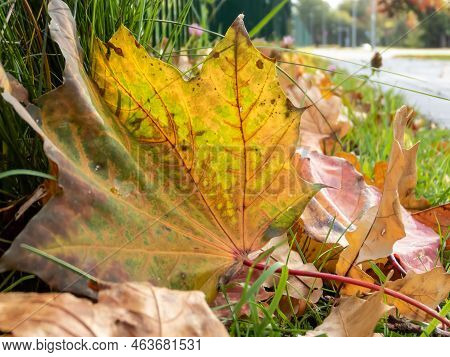 Close-up Shot Of A Maple Leaf On The Ground In Autumn. Maple Leaf Changing Colours From Green To Yel