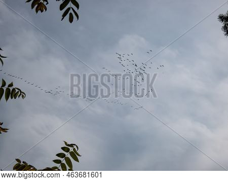 Migratory Birds - The Common Cranes In Flocks Flying High In The Sky In V-shaped Or Triangle Formati