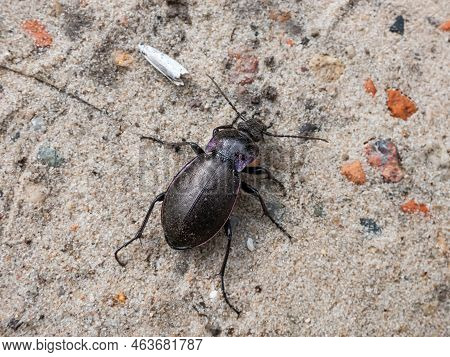 Macro Shot Of The Bronze Ground Beetle Or Bronze Carabid (carabus Nemoralis) - A Large, Black Ground
