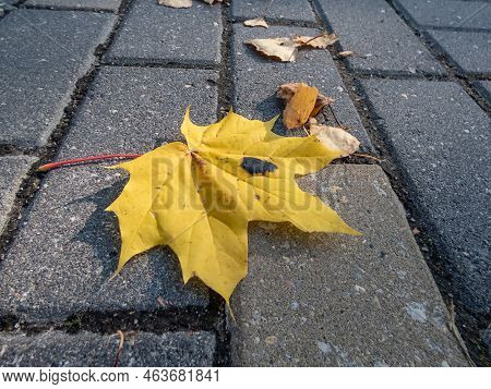 Close-up Shot Of A Yellow Maple Leaf On The Ground In Autumn In A City Environment. Maple Leaf Chang