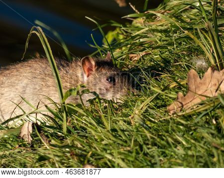 Close-up Of The Common Rat (rattus Norvegicus) With Dark Grey And Brown Fur In Green Grass. Wildlife