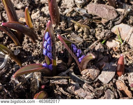 Close-up Shot Of The Spring's Early Bloomer - The Glory Of The Snow (chionodoxa Sardensis) With Emer