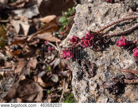 Small, Variegated, Fleshy Pink Leaves Of The Crimson Stonecrop (sedum Spurium) 'tricolor' Appearing 